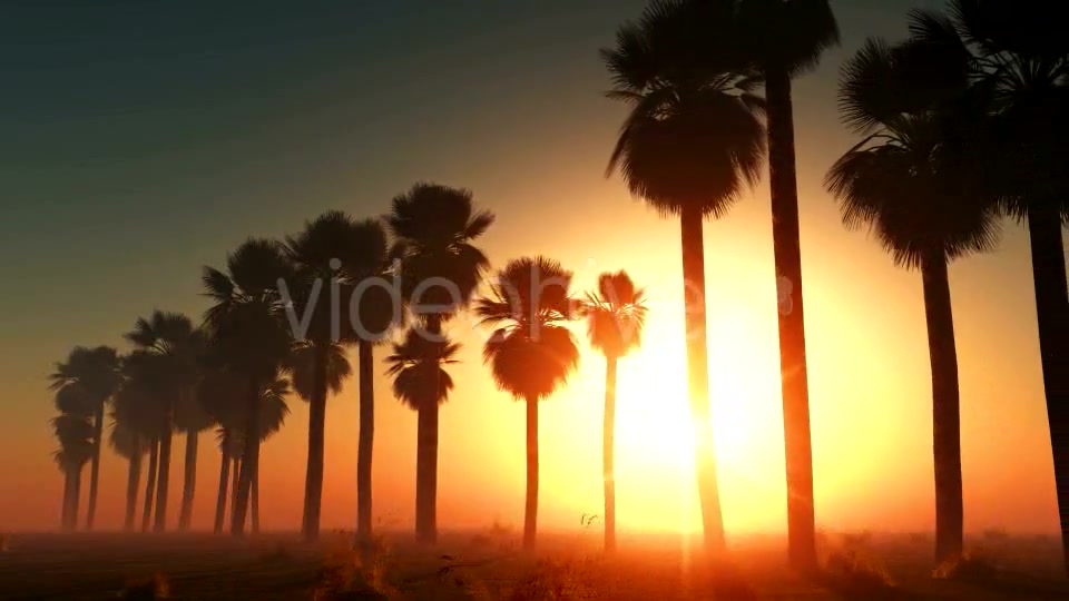 Palms at Sunset in Desert Videohive 13085401 Motion Graphics Image 8