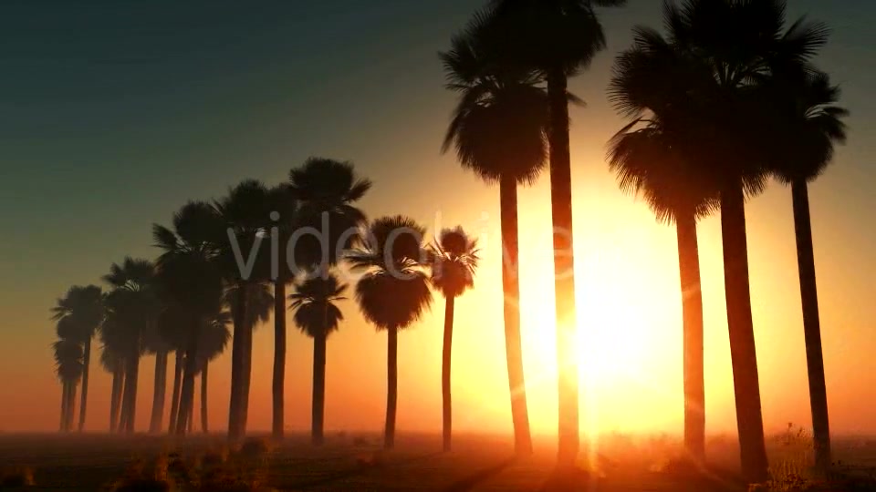 Palms at Sunset in Desert Videohive 13085401 Motion Graphics Image 9