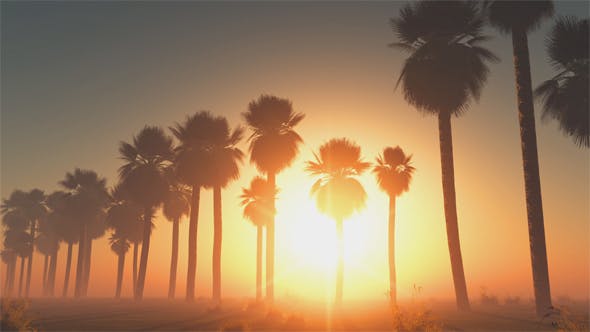 Palms at Sunset in Desert - 13085401 Videohive Download