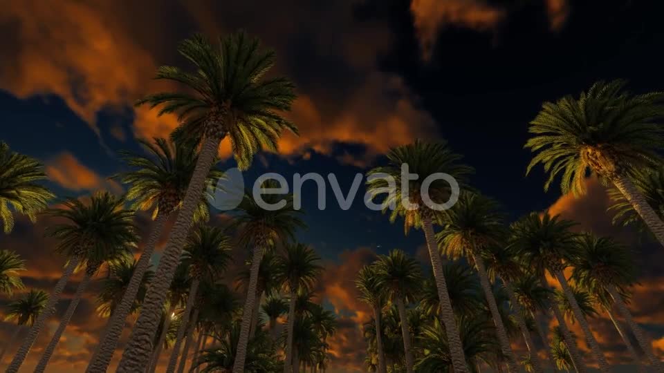 Palms At Sunset Videohive 21776931 Motion Graphics Image 1