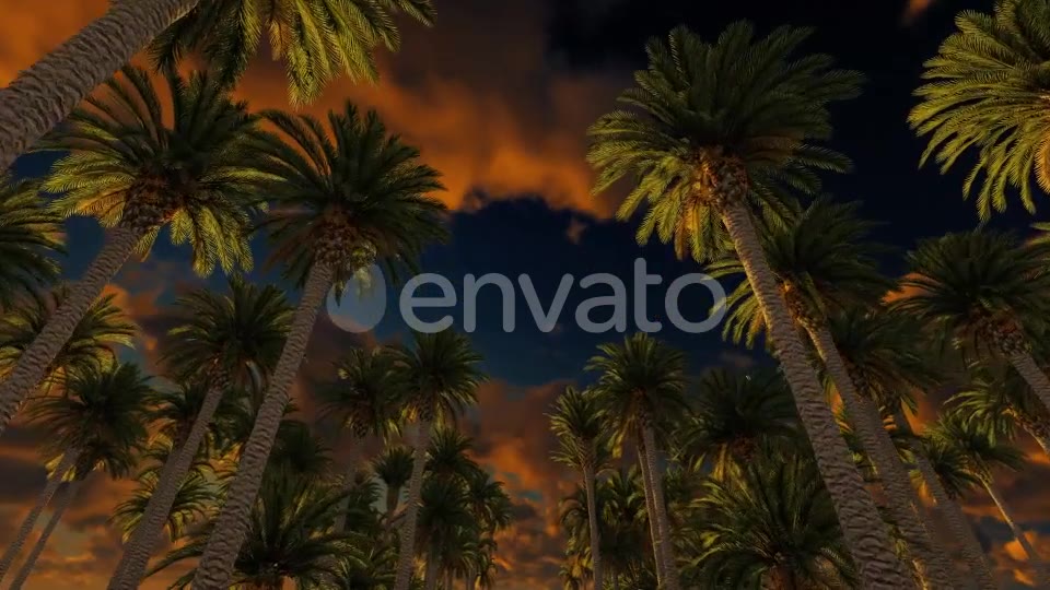 Palms At Sunset Videohive 21776931 Motion Graphics Image 2