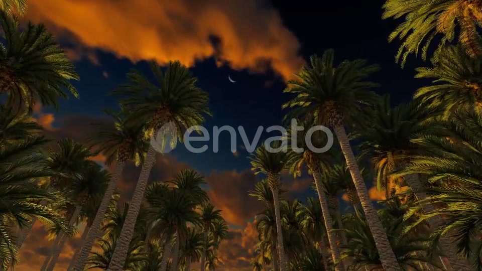 Palms At Sunset Videohive 21776931 Motion Graphics Image 3