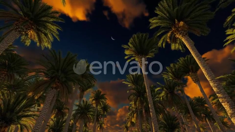 Palms At Sunset Videohive 21776931 Motion Graphics Image 4