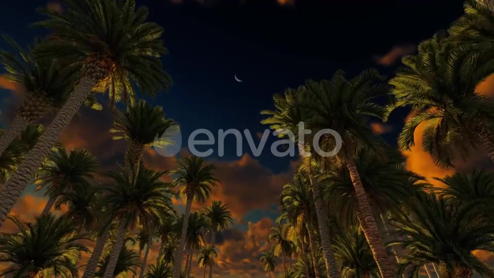 Palms At Sunset Videohive 21776931 Motion Graphics Image 5
