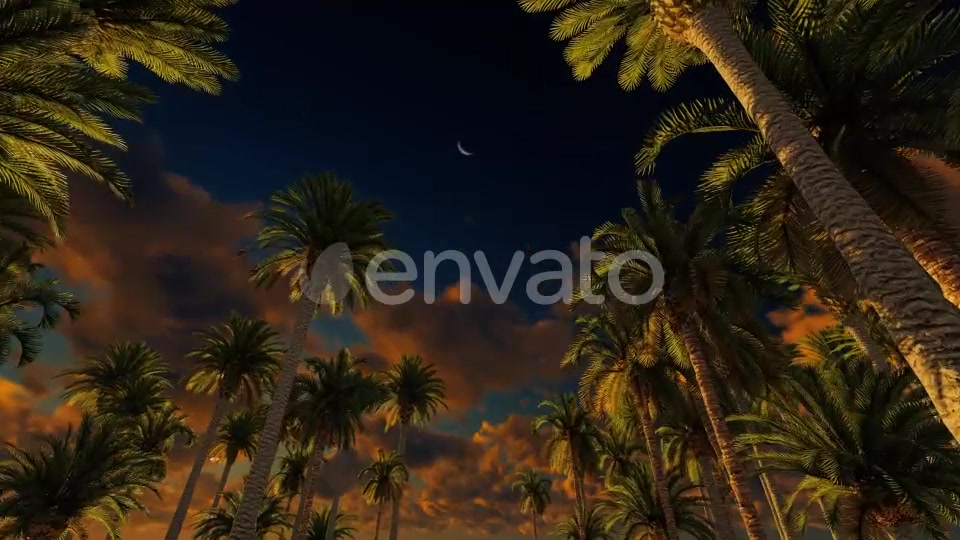 Palms At Sunset Videohive 21776931 Motion Graphics Image 6
