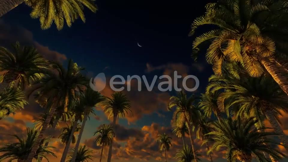 Palms At Sunset Videohive 21776931 Motion Graphics Image 7