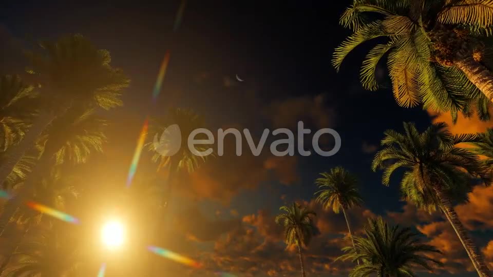 Palms At Sunset Videohive 21776931 Motion Graphics Image 8