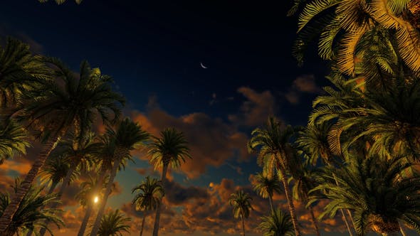 Palms At Sunset - Videohive Download 21776931