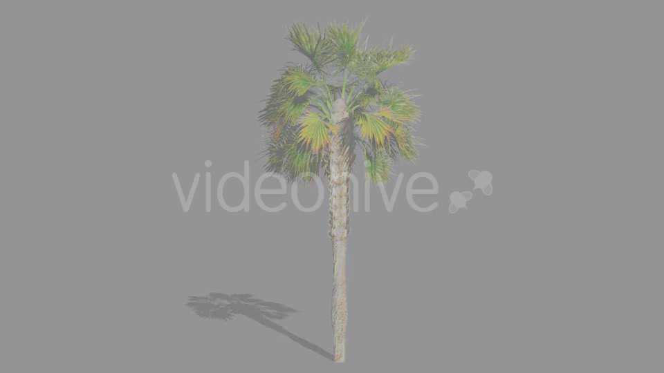 Palms Collection Videohive 13069188 Motion Graphics Image 7