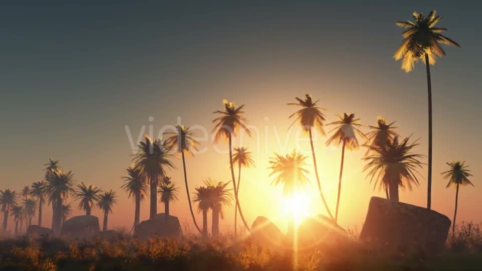 Palms in Desert at Sunset Videohive 19072652 Motion Graphics Image 1