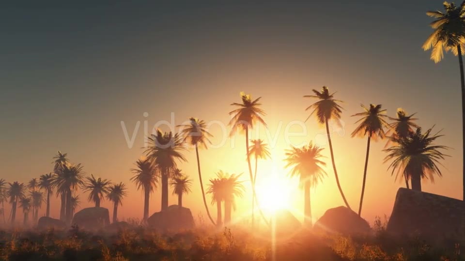 Palms in Desert at Sunset Videohive 19072652 Motion Graphics Image 2