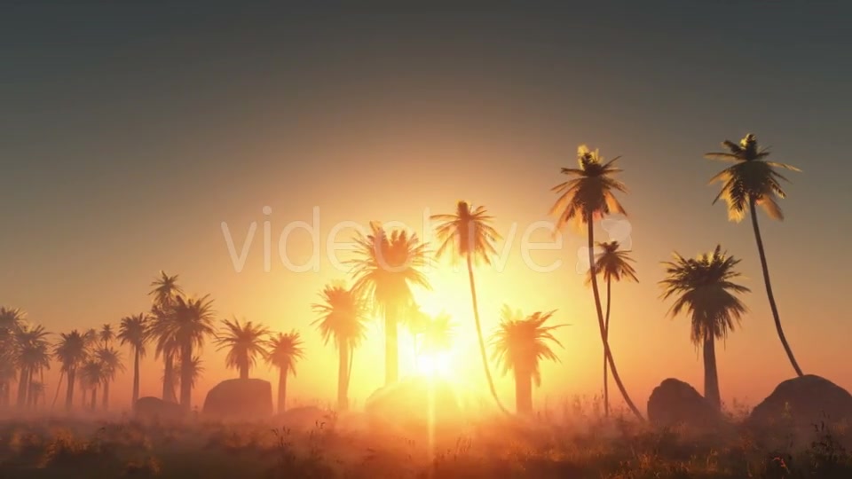 Palms in Desert at Sunset Videohive 19072652 Motion Graphics Image 4