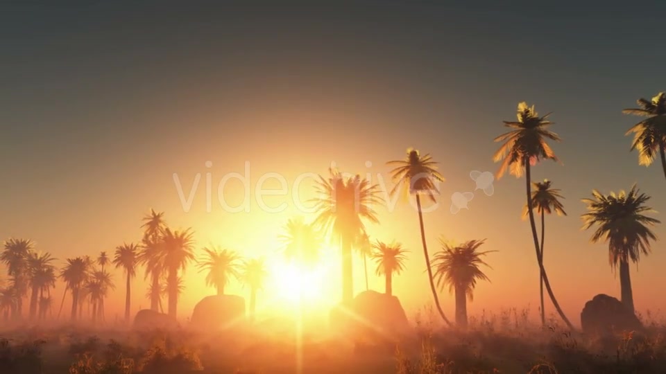 Palms in Desert at Sunset Videohive 19072652 Motion Graphics Image 5