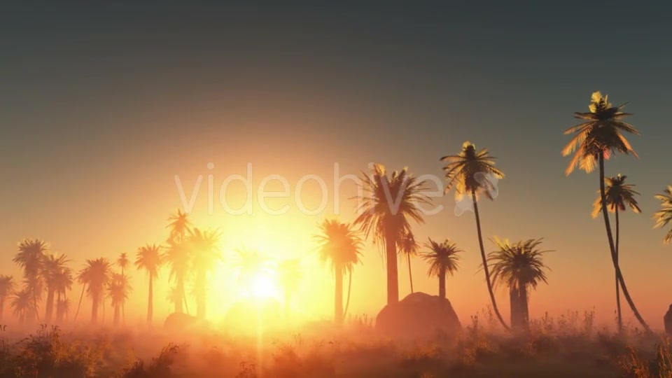 Palms in Desert at Sunset Videohive 19072652 Motion Graphics Image 6