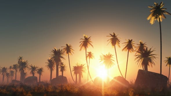 Palms in Desert at Sunset - 19072652 Videohive Download