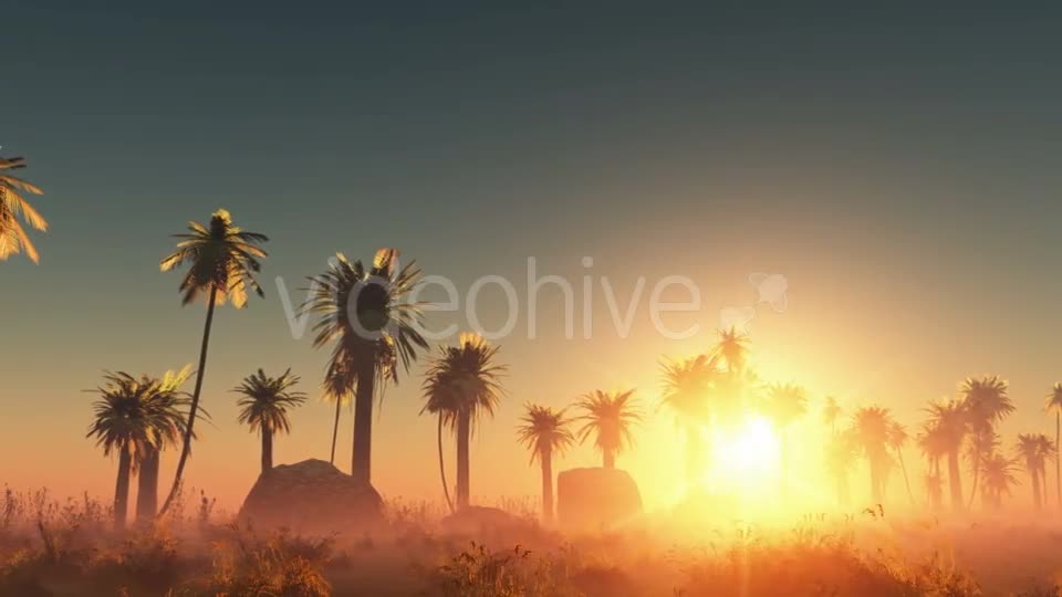 Palms in Desert at Sunset Videohive 19118278 Motion Graphics Image 1