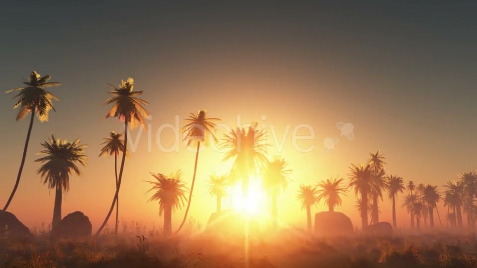Palms in Desert at Sunset Videohive 19118278 Motion Graphics Image 4