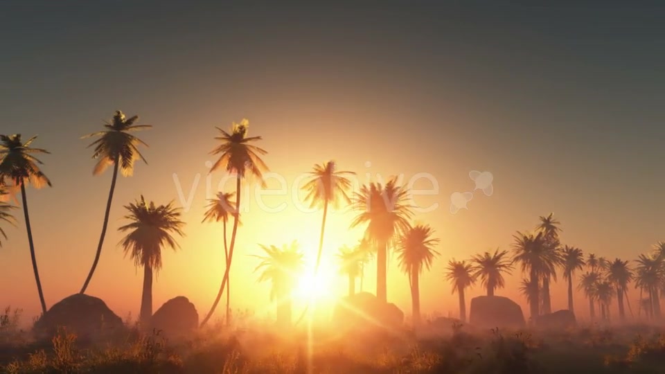 Palms in Desert at Sunset Videohive 19118278 Motion Graphics Image 5