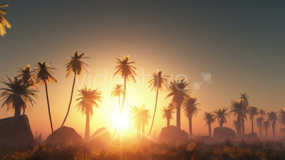 Palms in Desert at Sunset Videohive 19118278 Motion Graphics Image 6