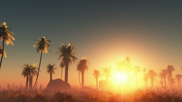 Palms in Desert at Sunset - 19118278 Download Videohive