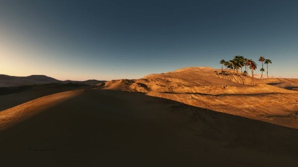Palms in Desert at Sunset - 19560253 Download Videohive