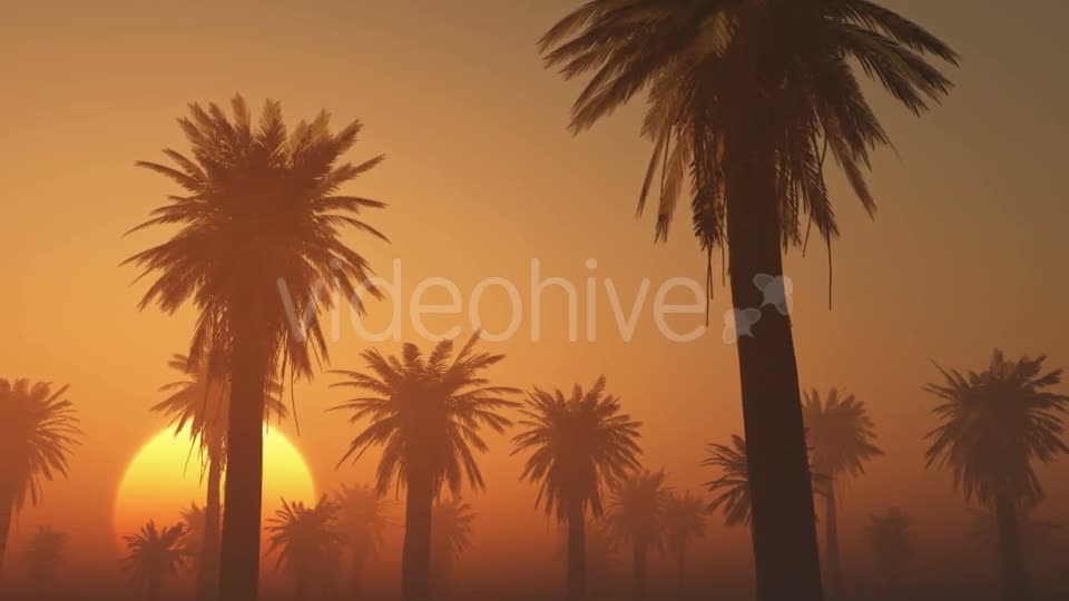 Palms in Desert at Sunset Videohive 19118273 Motion Graphics Image 1