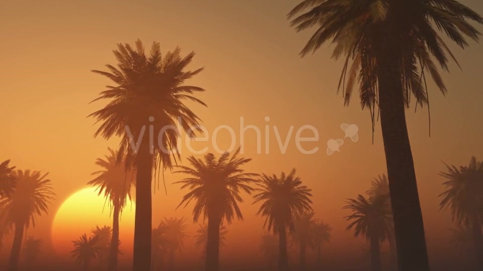Palms in Desert at Sunset Videohive 19118273 Motion Graphics Image 2