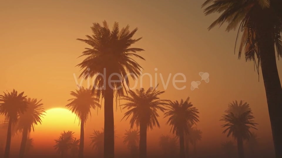 Palms in Desert at Sunset Videohive 19118273 Motion Graphics Image 3