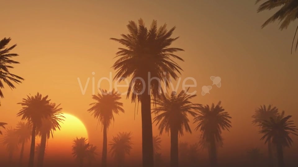 Palms in Desert at Sunset Videohive 19118273 Motion Graphics Image 4