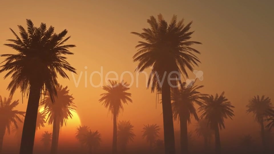 Palms in Desert at Sunset Videohive 19118273 Motion Graphics Image 5