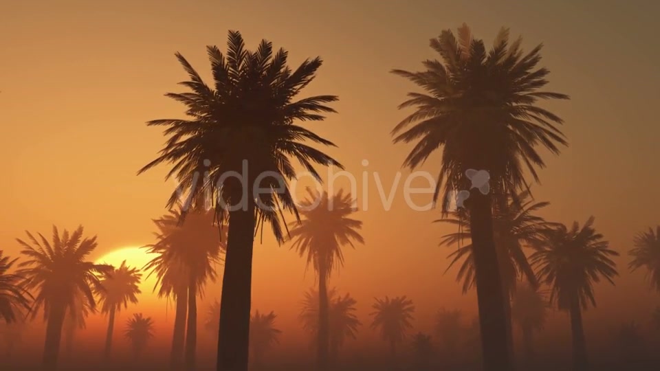 Palms in Desert at Sunset Videohive 19118273 Motion Graphics Image 6