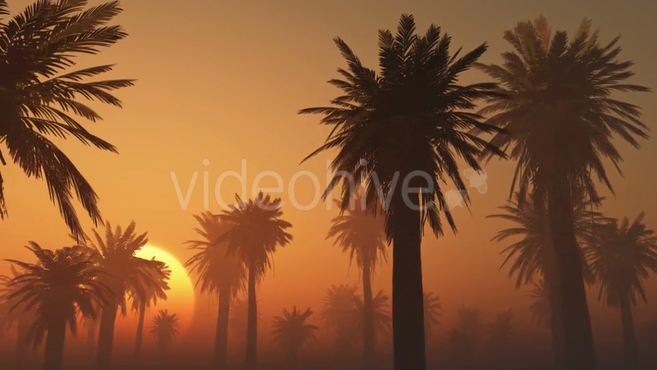 Palms in Desert at Sunset Videohive 19118273 Motion Graphics Image 7