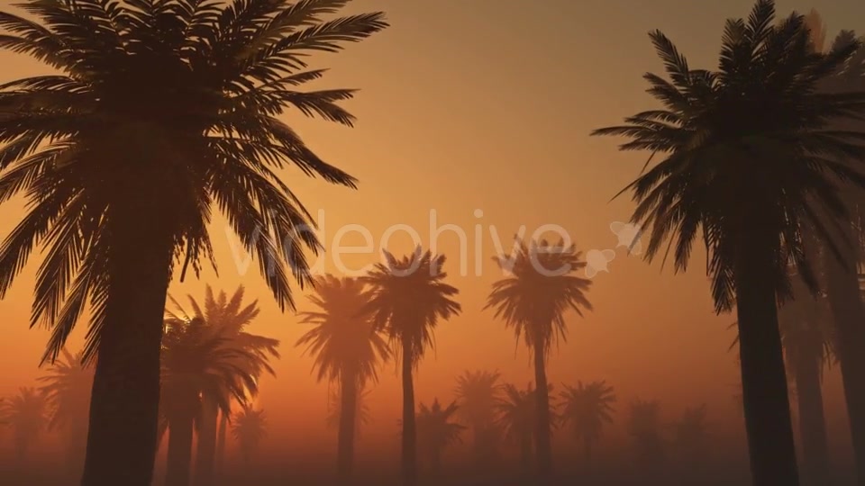 Palms in Desert at Sunset Videohive 19118273 Motion Graphics Image 8