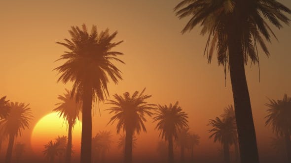 Palms in Desert at Sunset - Download 19118273 Videohive