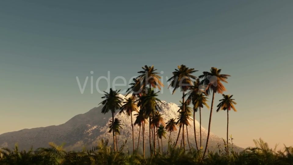 Palms in Desert at Sunset Videohive 19269063 Motion Graphics Image 3