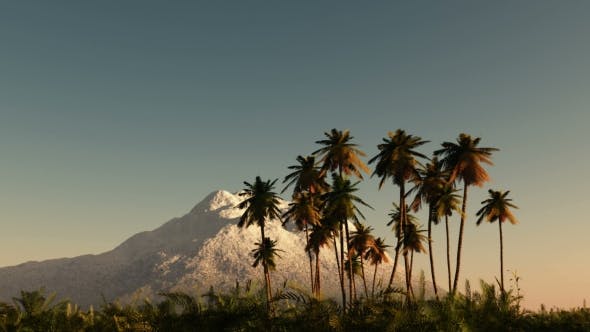 Palms in Desert at Sunset - Download Videohive 19269063