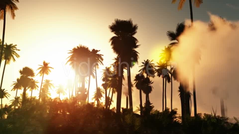 Palms in Desert at Sunset Videohive 19182631 Motion Graphics Image 1