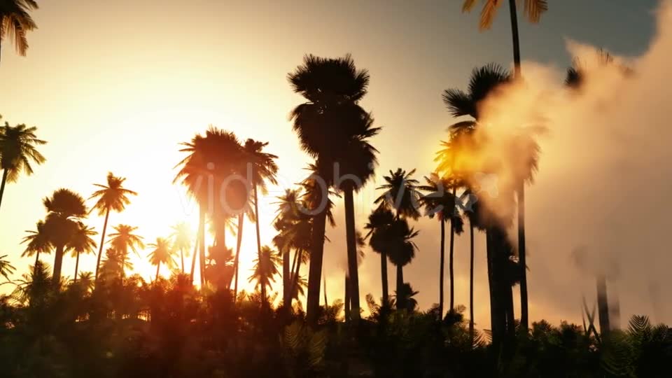 Palms in Desert at Sunset Videohive 19182631 Motion Graphics Image 2