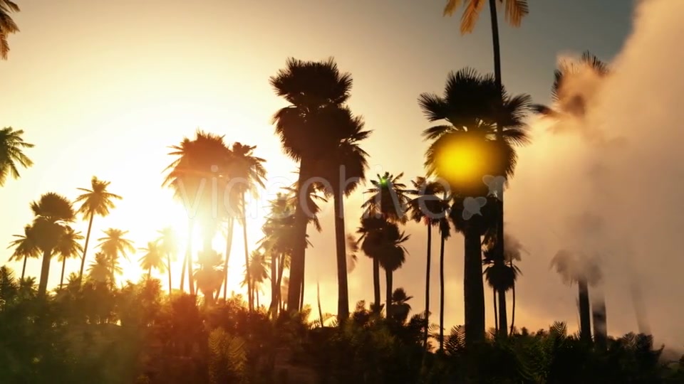 Palms in Desert at Sunset Videohive 19182631 Motion Graphics Image 3