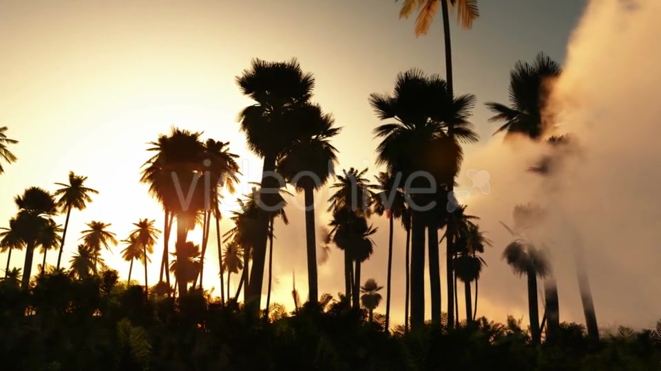 Palms in Desert at Sunset Videohive 19182631 Motion Graphics Image 4