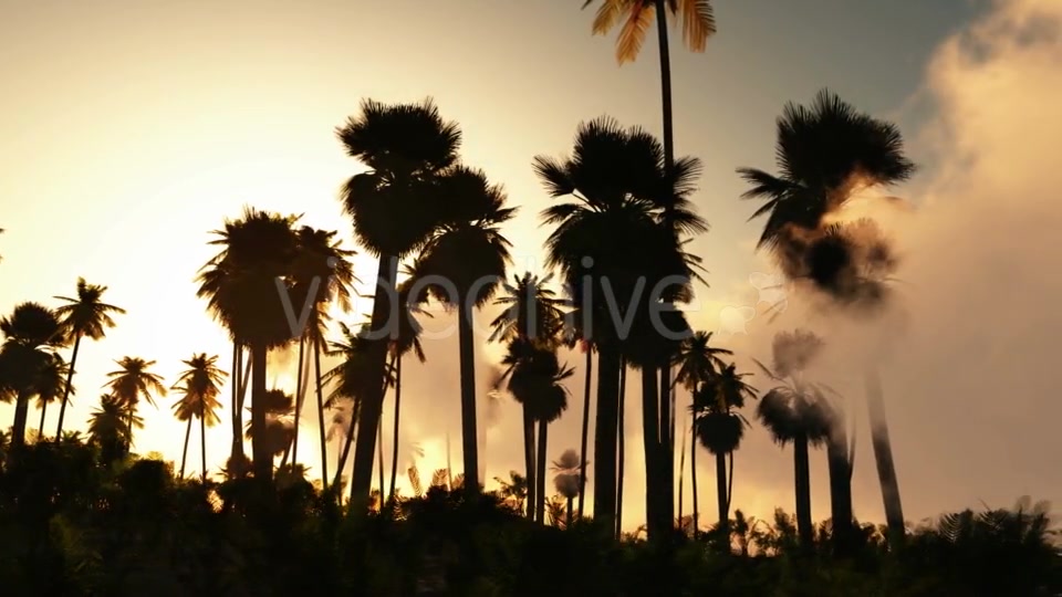 Palms in Desert at Sunset Videohive 19182631 Motion Graphics Image 5