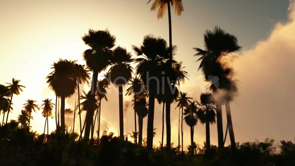 Palms in Desert at Sunset Videohive 19182631 Motion Graphics Image 6