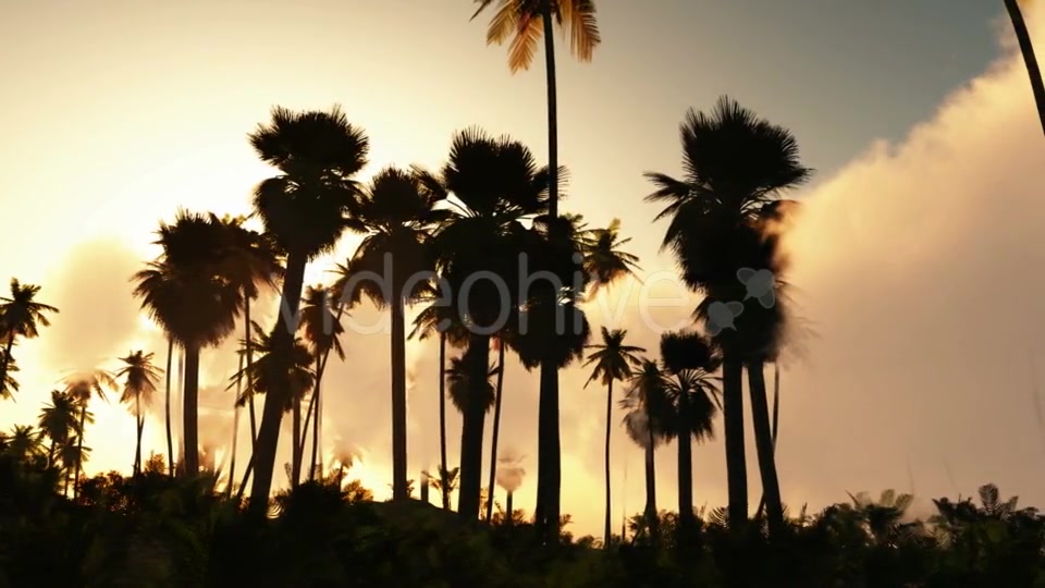 Palms in Desert at Sunset Videohive 19182631 Motion Graphics Image 7