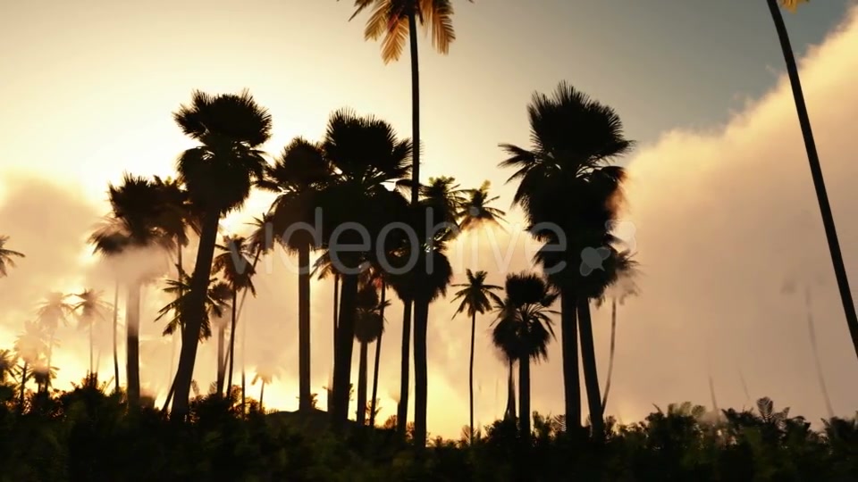Palms in Desert at Sunset Videohive 19182631 Motion Graphics Image 8