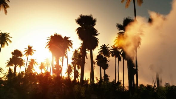 Palms in Desert at Sunset - Videohive 19182631 Download