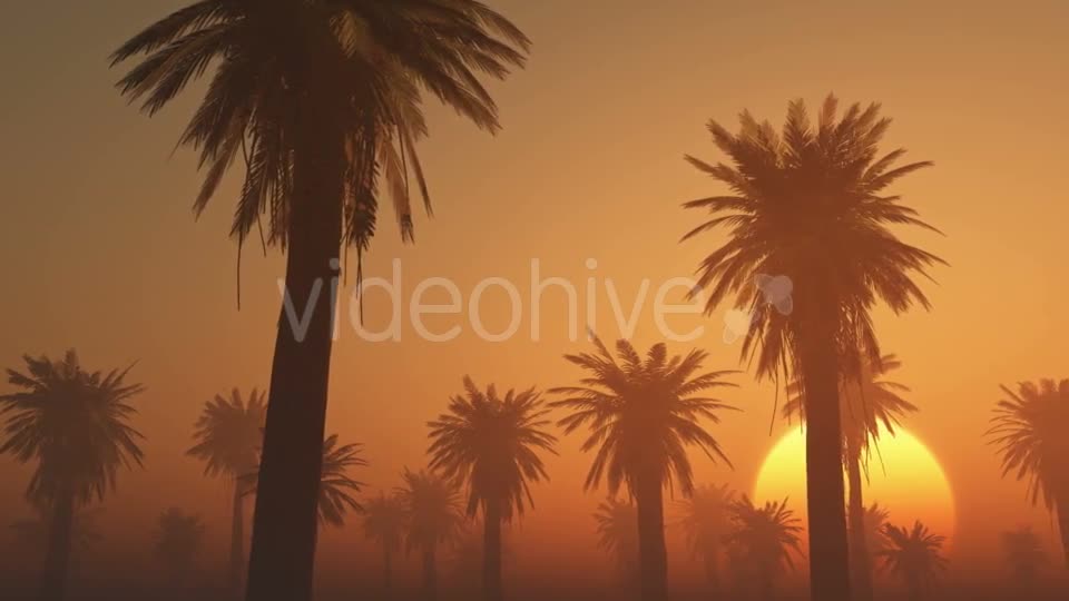 Palms in Desert at Sunset Videohive 19212031 Motion Graphics Image 1