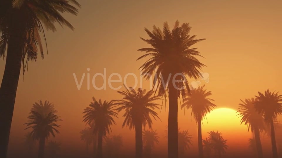 Palms in Desert at Sunset Videohive 19212031 Motion Graphics Image 3