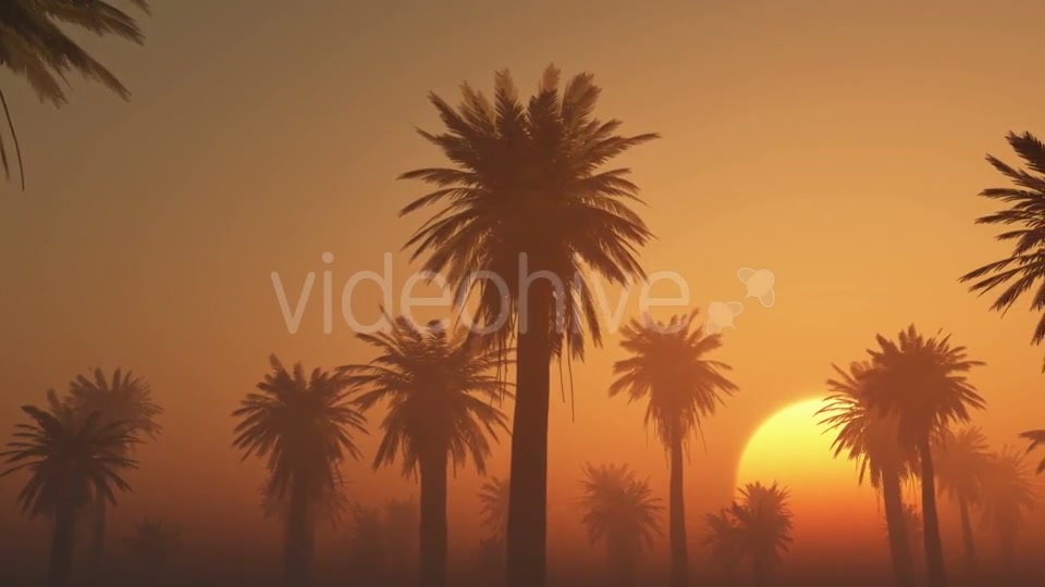 Palms in Desert at Sunset Videohive 19212031 Motion Graphics Image 4