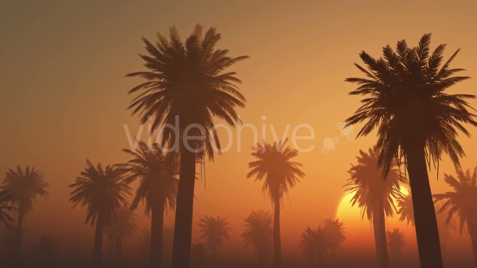 Palms in Desert at Sunset Videohive 19212031 Motion Graphics Image 5
