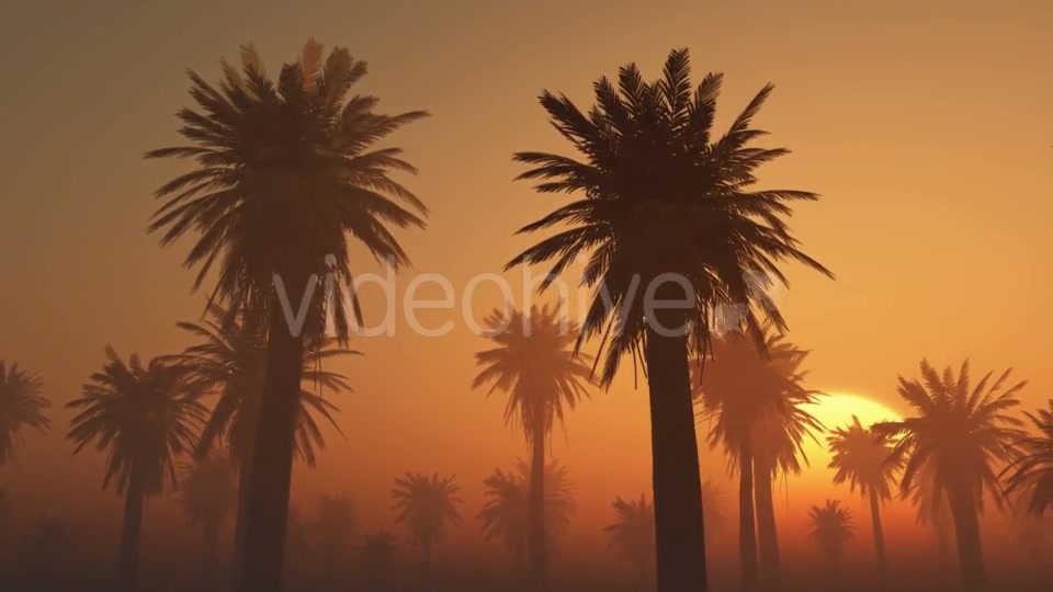 Palms in Desert at Sunset Videohive 19212031 Motion Graphics Image 6